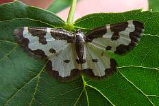 Deudorix rapaloides - Vogelschmeiß-Spanner (Haselspanner, Schwarzrandspanner, Schwarzrand-Harlekin)